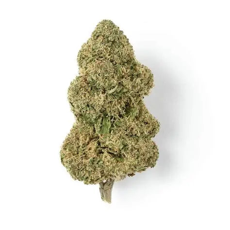 Sugar Cream Indoor CBD